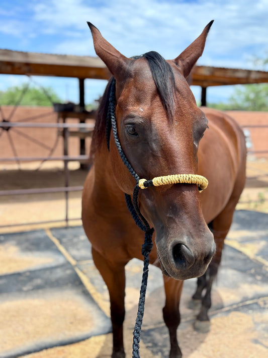 Hackamore Style Training Mule Tape Halters with matching 8ft Lead Line