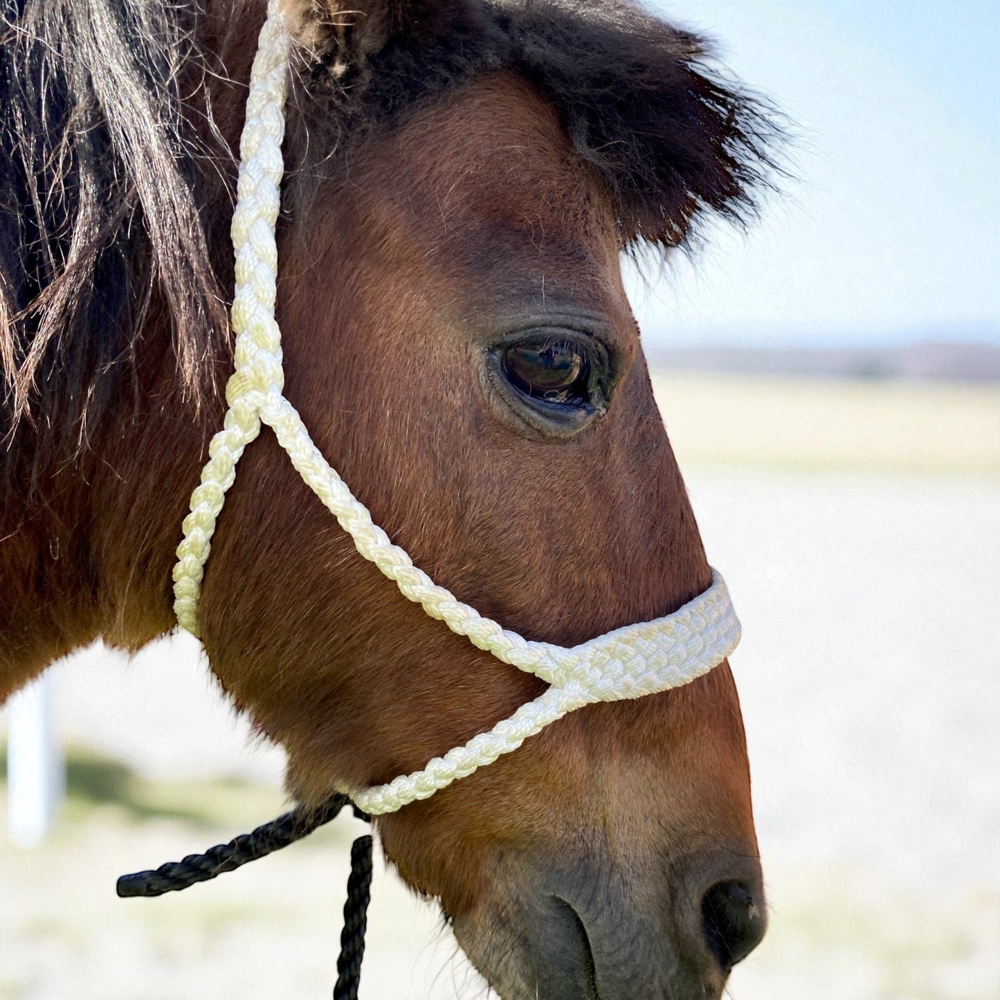 Mini/Foal Mule Tape Halters with Matching Lead Line- Assorted colors