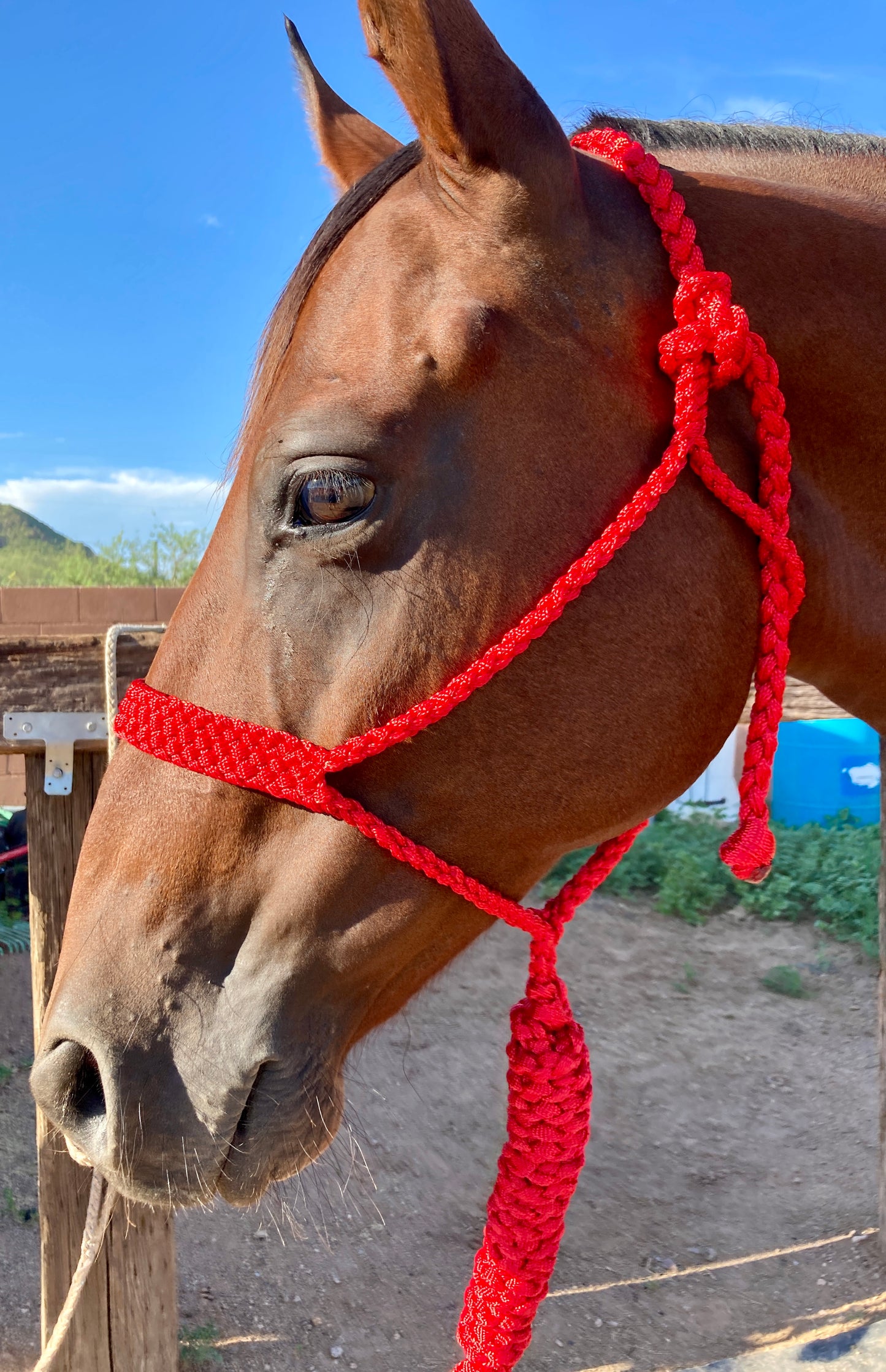 Mule Tape Halters with 8ft Lead Line - Assorted colors - All Sizes