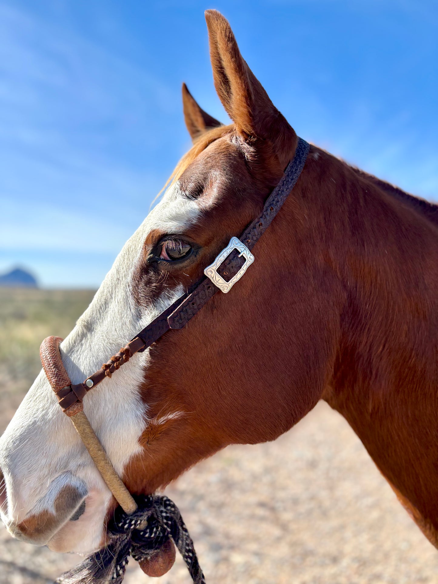 Personalized Hackamore/Bosal Hangers (Hanger only and patterns vary)