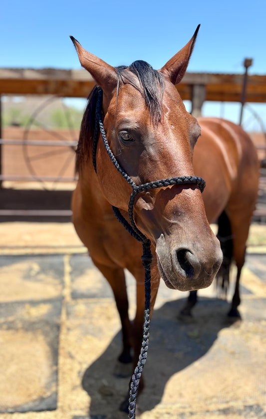 Mule Tape Halters with 8ft Lead Line (Round braided nose)- Assorted colors - All Sizes
