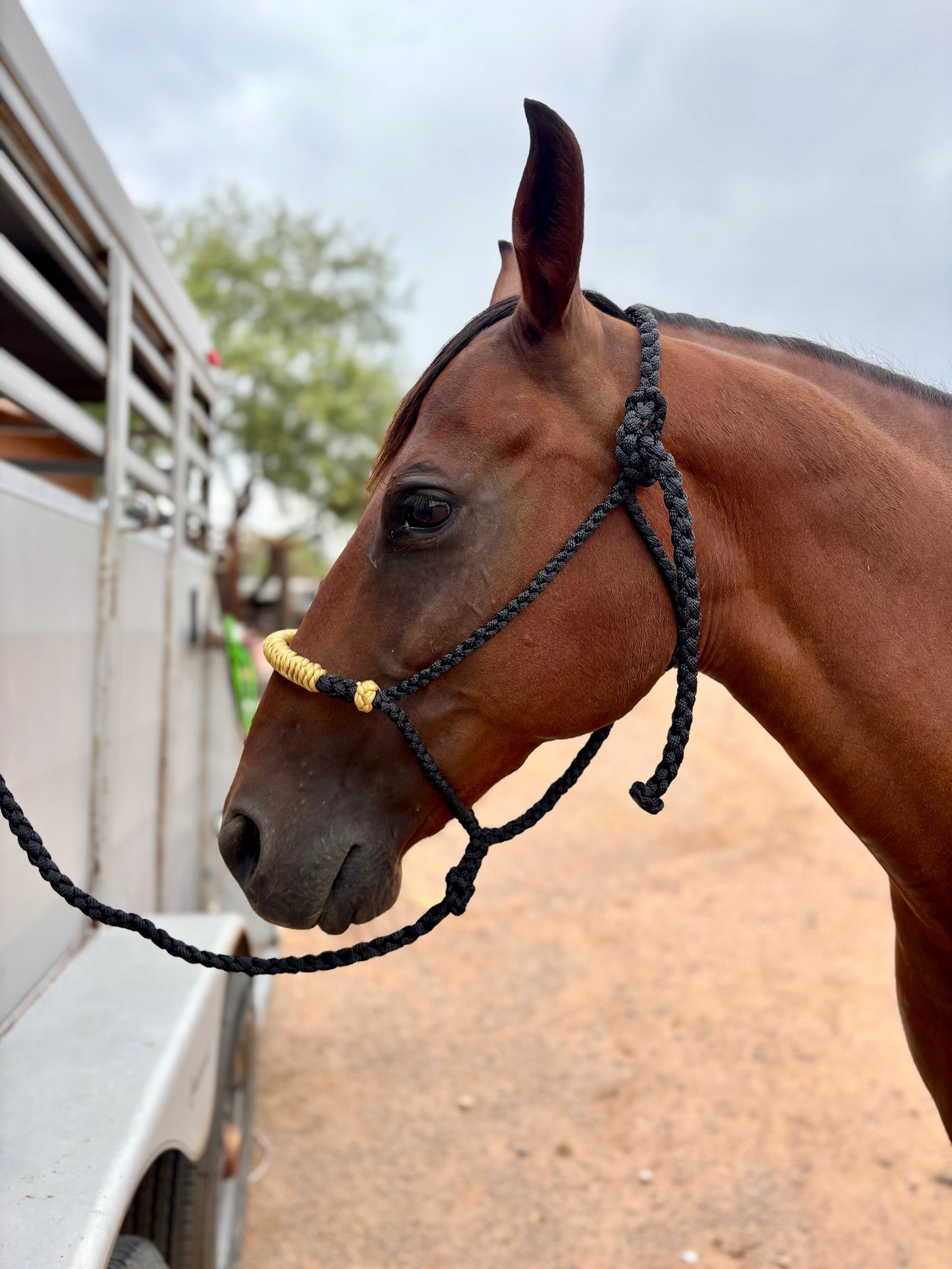 Hackamore Style Training Mule Tape Halters with matching 8ft Lead Line