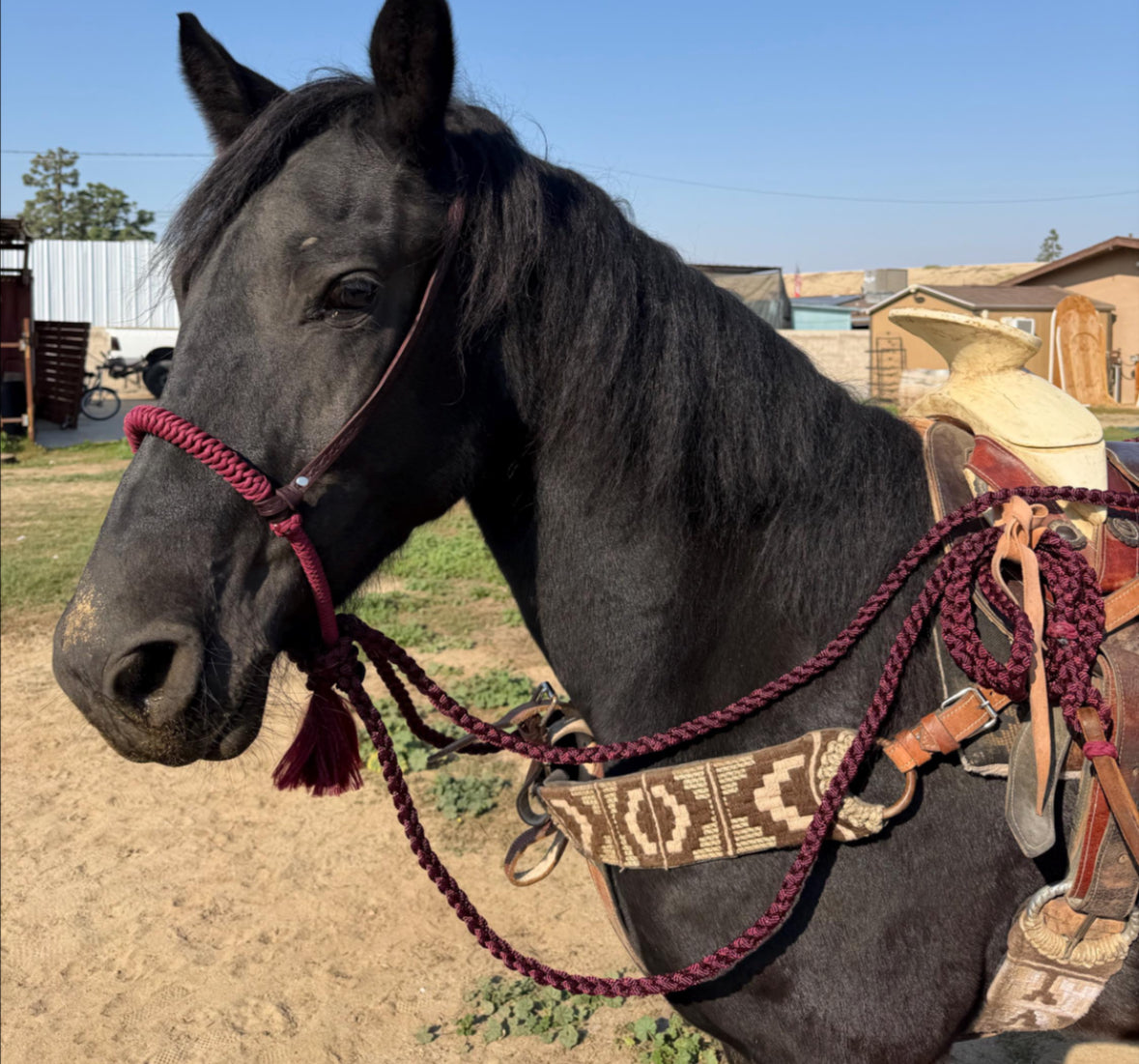 CUSTOM Lariat Hackamore with Braided Core and Mecate Set - Fits most Horses - Made to Order