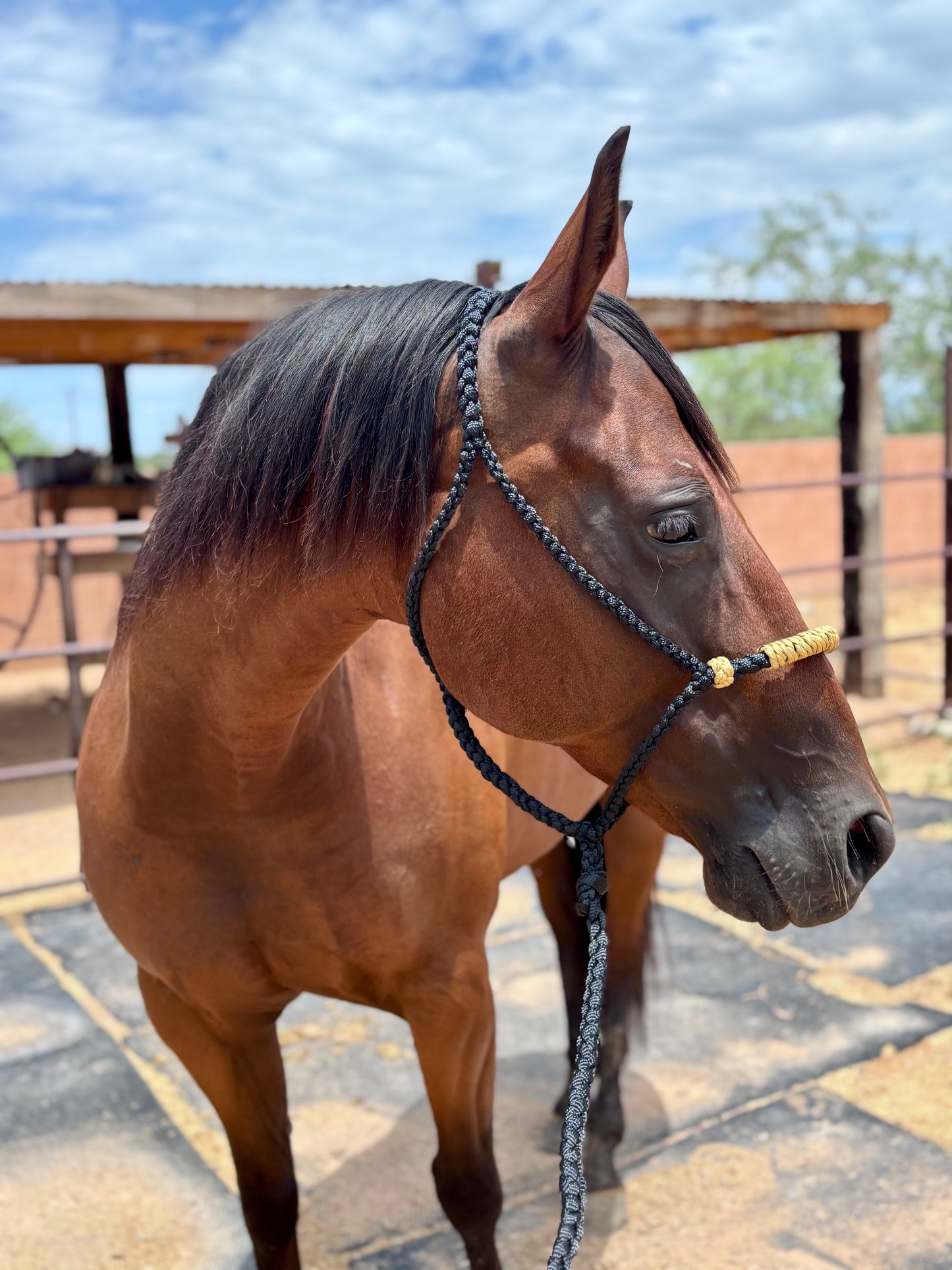Hackamore Style Training Mule Tape Halters with matching 8ft Lead Line