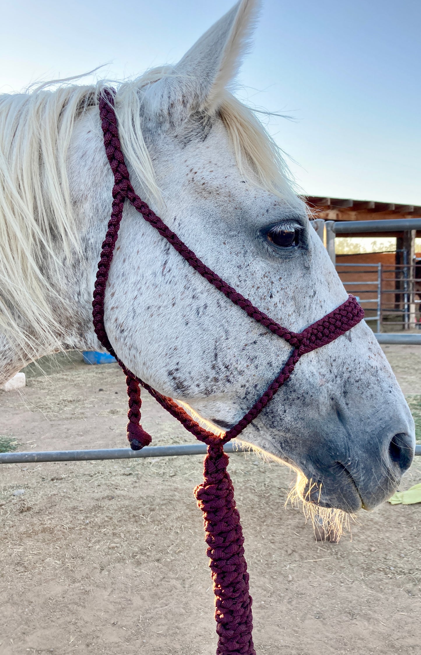 Mule Tape Halters with 8ft Lead Line - Assorted colors - All Sizes