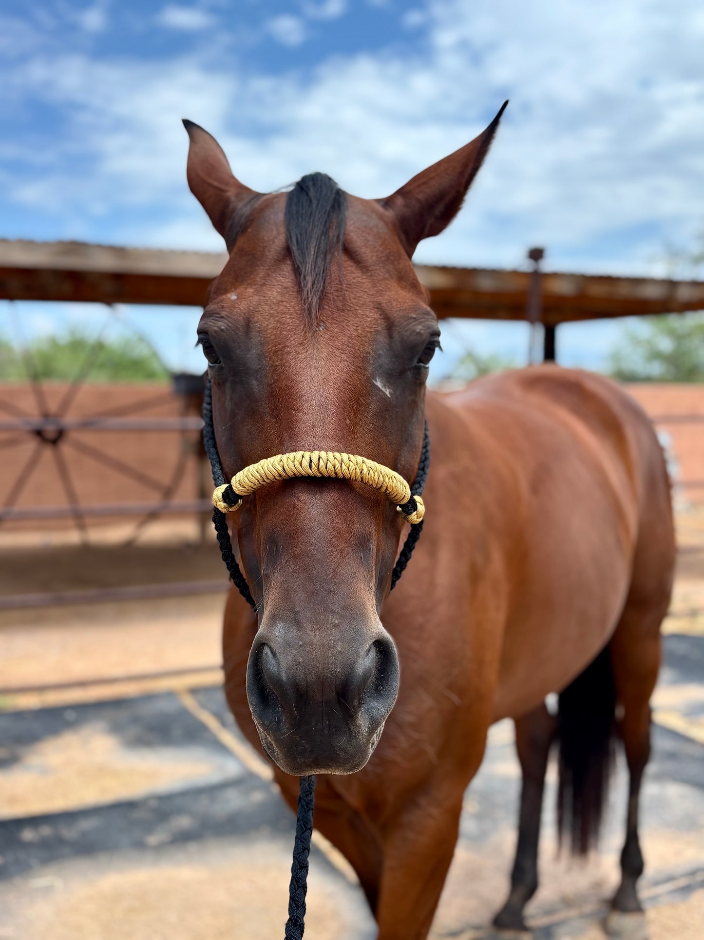 Hackamore Style Training Mule Tape Halters with matching 8ft Lead Line