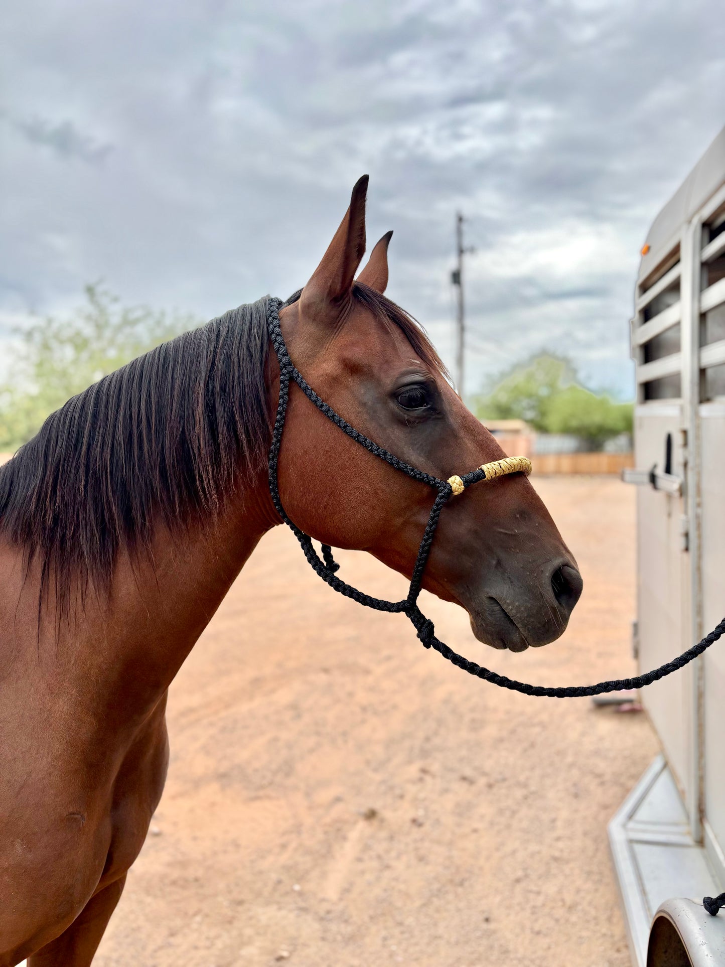 Hackamore Style Training Mule Tape Halters with matching 8ft Lead Line