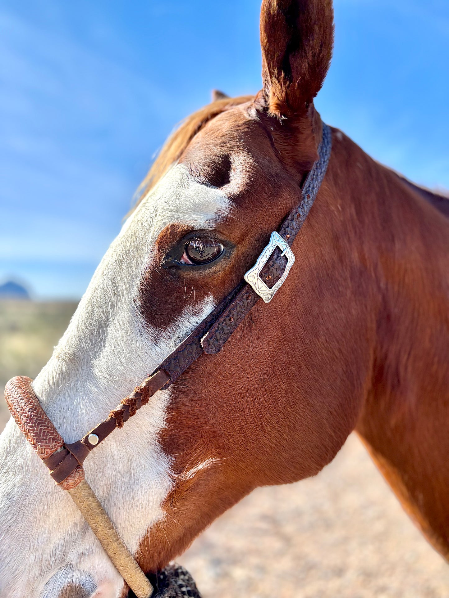 Personalized Hackamore/Bosal Hangers (Hanger only and patterns vary)