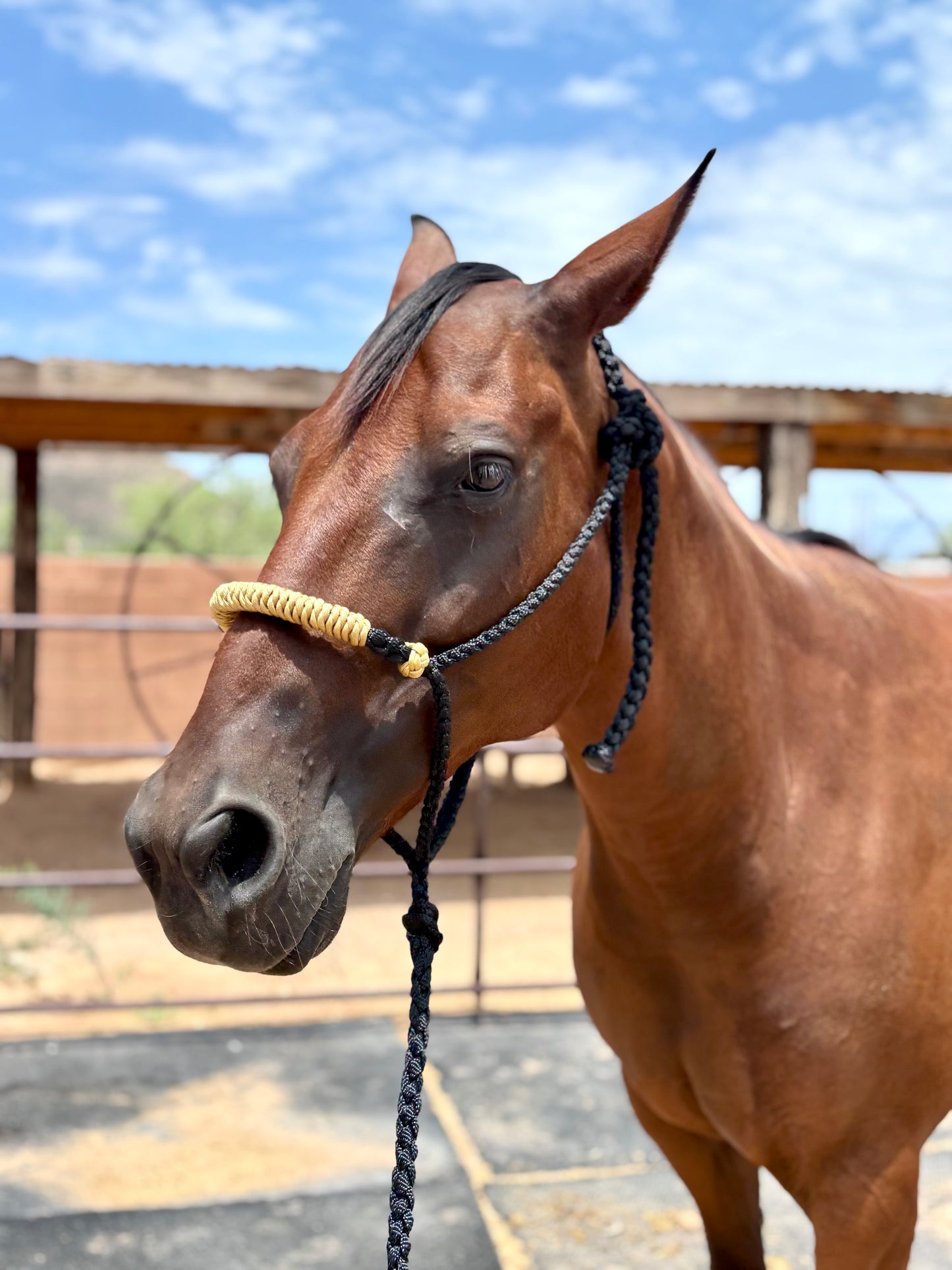 Hackamore Style Training Mule Tape Halters with matching 8ft Lead Line