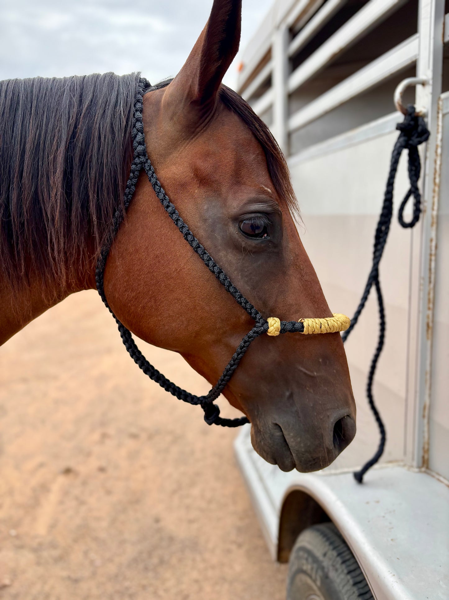 Hackamore Style Training Mule Tape Halters with matching 8ft Lead Line