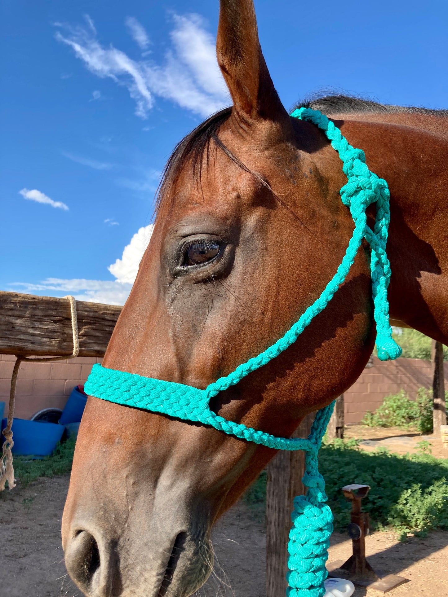 Mule Tape Halters with 8ft Lead Line - Assorted colors - All Sizes