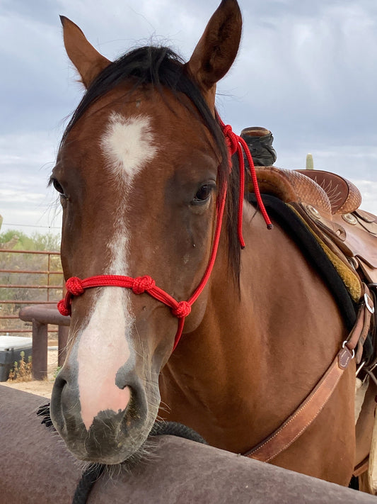 4-knot Rope Halters with 8ft Lead - Assorted colors - All sizes