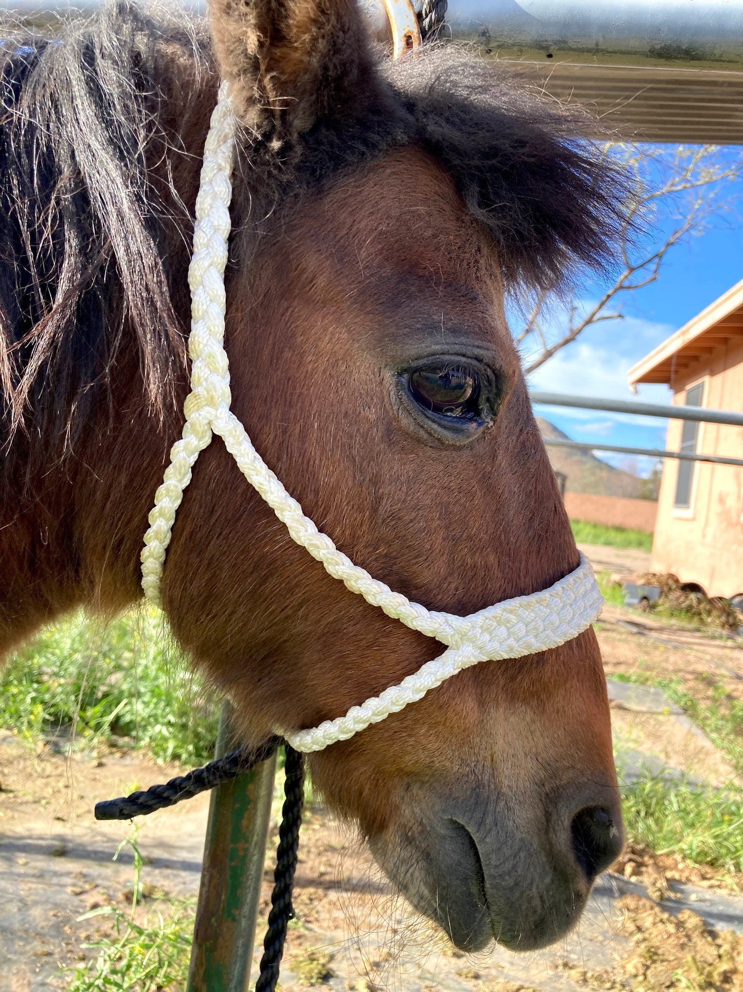 Mini/ Foal Mule Tape Halters w/ Lead - Assorted colors