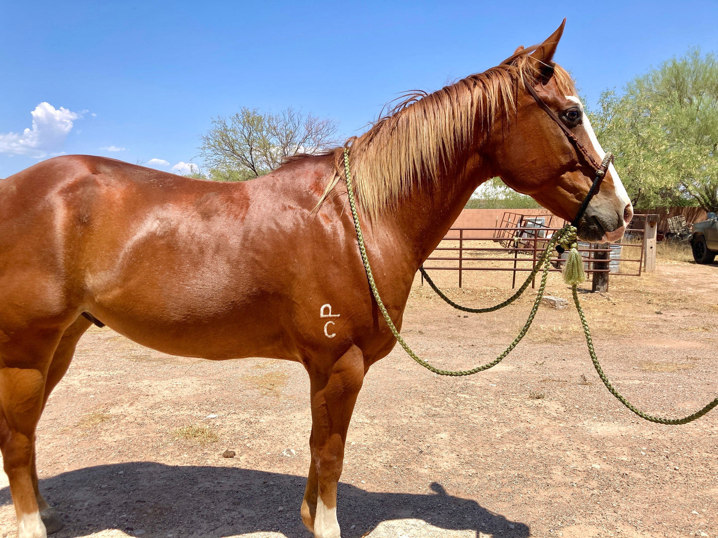 CUSTOM Lariat Hackamore with Braided Core and Mecate Set - Fits most Horses - Made to Order
