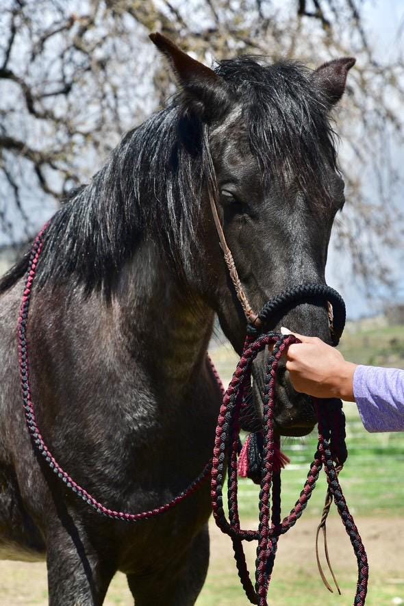 Lariat Hackamore and Mecate with Hanger - Fits most Horses - Braided Core - Burgundy and Black